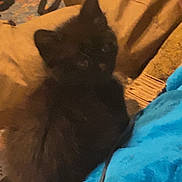 Zarra joined the competition — help win amazing prizes! black_kitten, cat, lap, person, pants, blue_clothing, indoor, furry, pet, animal, soft, blur, crouching, resting, cozy, warm_colors, feline, domestic, cute, young