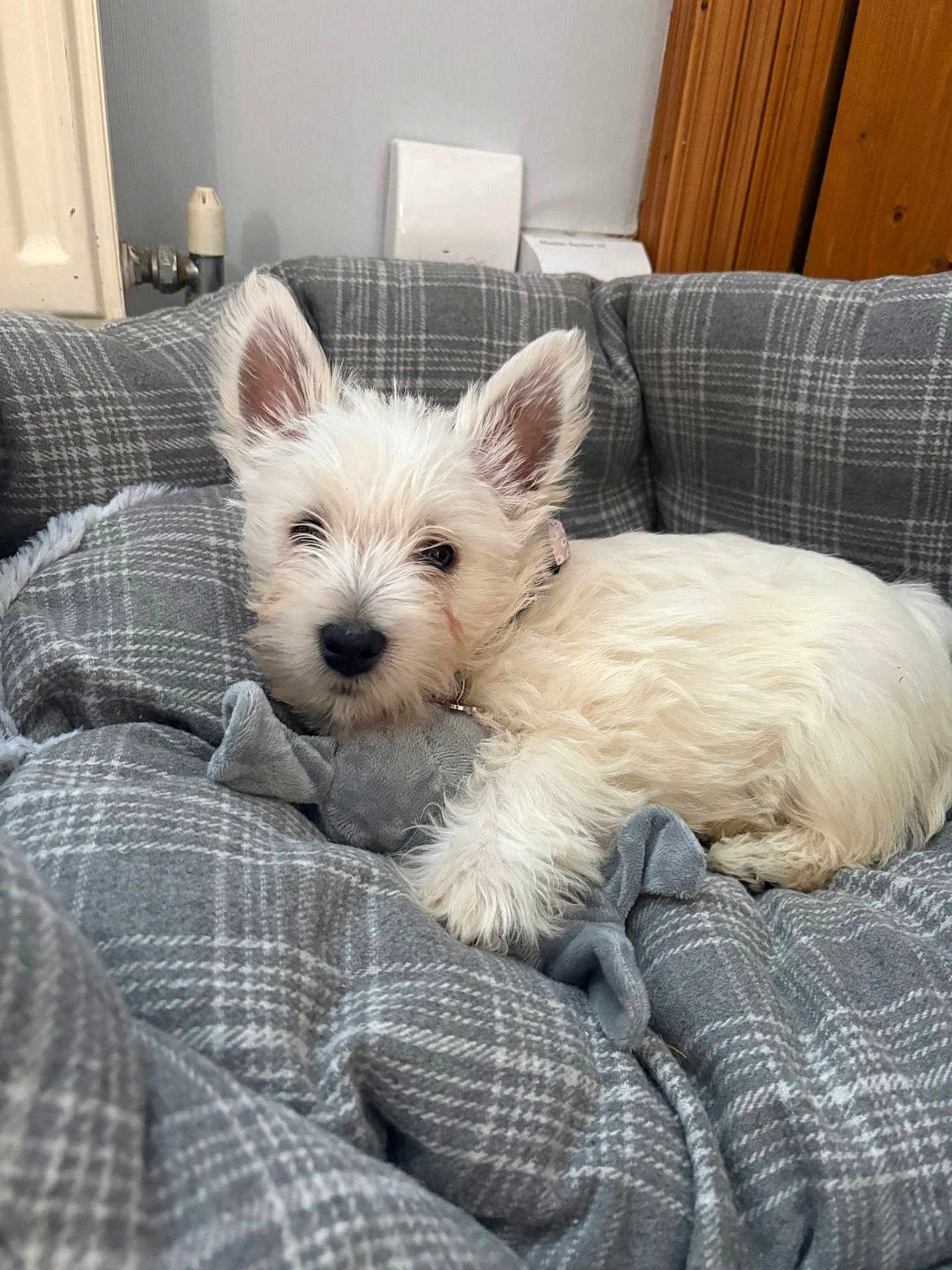 Mabel is registered to the contest to win money with this photo: puppy, dog, white_dog, pet_bed, plaid_pattern, toy, indoor, cozy, fur, ears, animal, resting, cute, small_dog, collar, soft_texture, home_interior, wooden_door, floor, relaxed