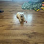 dog, white_dog, wooden_floor, dog_bed, blanket, toys, indoor, pet, animal, flooring, cozy, paw_print, carpet, footwear, casual, relaxing, small_treat, home, domestic, pet_toys