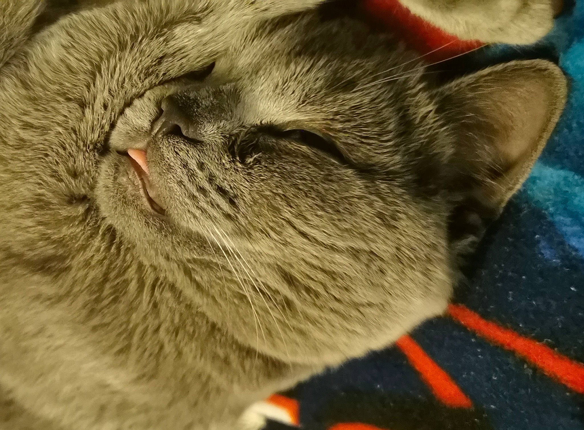 Sushi a rejoint le concours — aidez-le/la à gagner de superbes lots ! carnivore, cat, chartreux, claw, comfort, domestic_short_haired_cat, ear, fawn, felidae, fur, grey, nap, nose, paw, small_to_medium_sized_cats, snout, tail, terrestrial_animal, whiskers, wrinkle