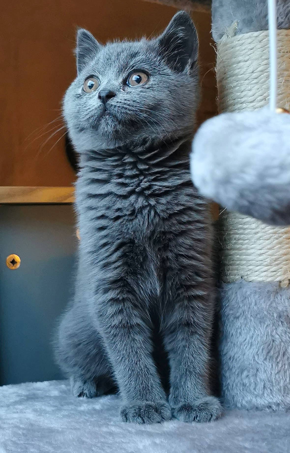 Sushi participe au concours pour gagner de l'argent avec cette photo : carnivore, cat, claw, domestic_short_haired_cat, electric_blue, felidae, fur, grey, paw, russian_blue, sitting, small_to_medium_sized_cats, snout, tail, terrestrial_animal, whiskers, wildlife, window