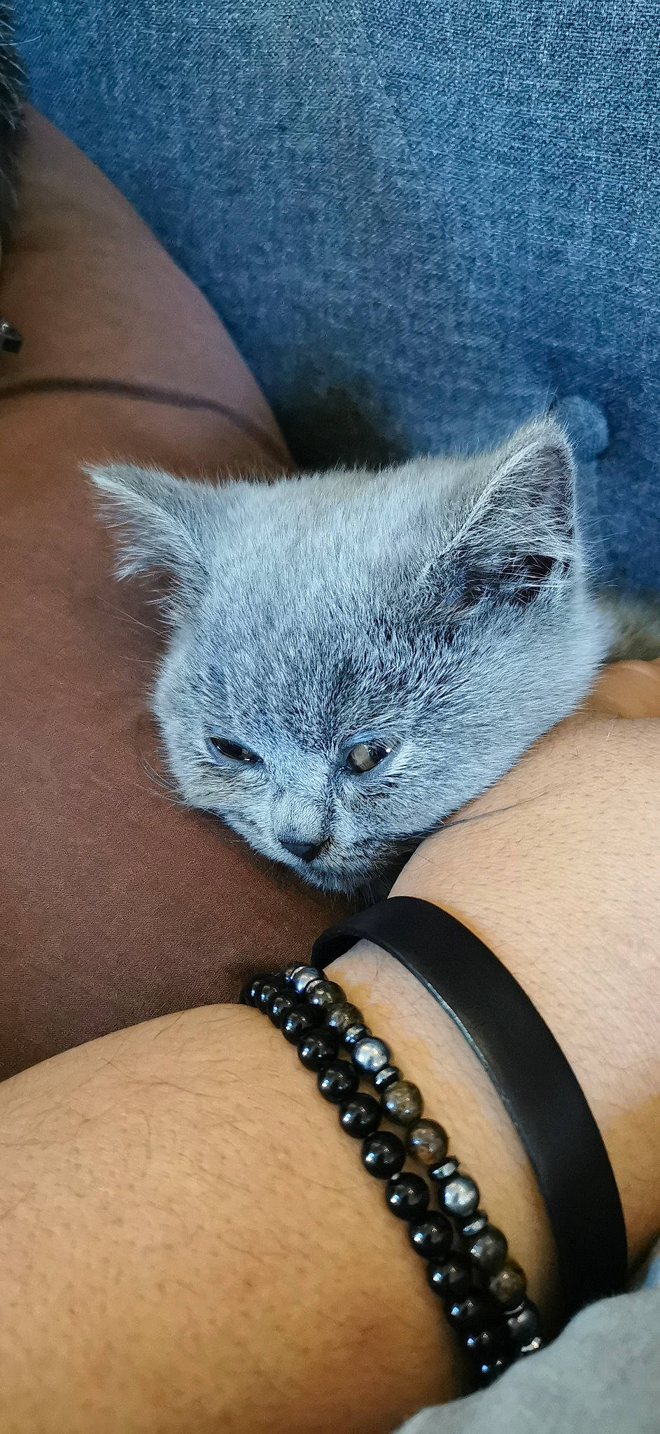 Sushi a rejoint le concours — aidez-le/la à gagner de superbes lots ! body_jewelry, carnivore, cat, comfort, electric_blue, fashion_accessory, felidae, fur, grey, hand, human_leg, jewellery, jewelry_making, paw, plant, russian_blue, small_to_medium_sized_cats, snout, whiskers, wrist