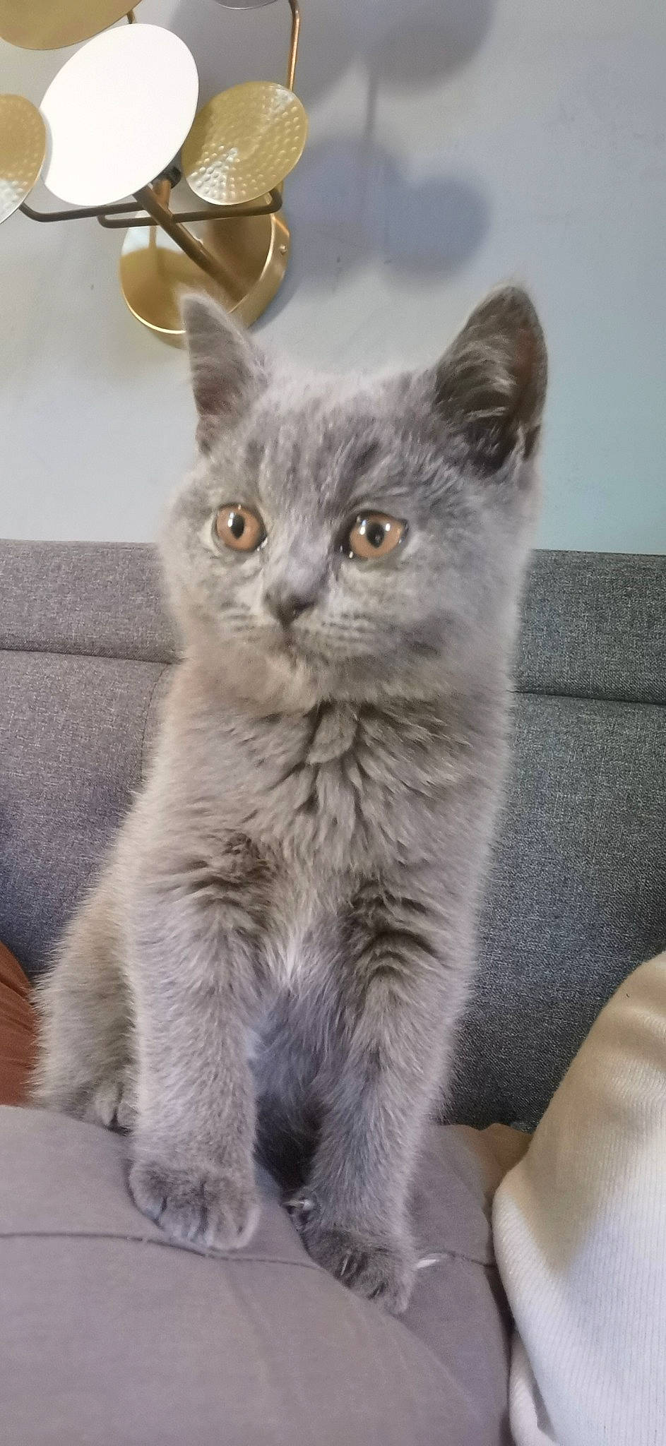 Sushi participe au concours pour gagner de l'argent avec cette photo : carnivore, cat, domestic_short_haired_cat, eye, felidae, fur, grey, iris, paw, small_to_medium_sized_cats, snout, tail, terrestrial_animal, whiskers, window