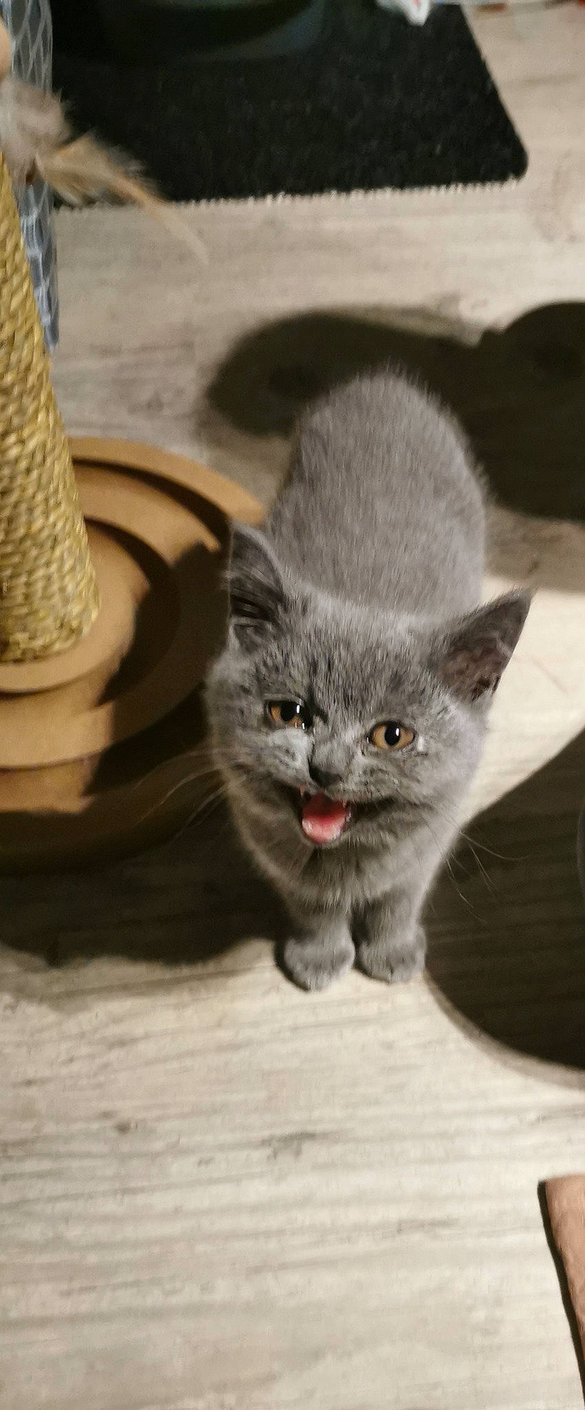 Sushi a rejoint le concours — aidez-le/la à gagner de superbes lots ! carnivore, cat, domestic_short_haired_cat, felidae, fur, grey, paw, photo_caption, russian_blue, small_to_medium_sized_cats, snout, tail, terrestrial_animal, whiskers