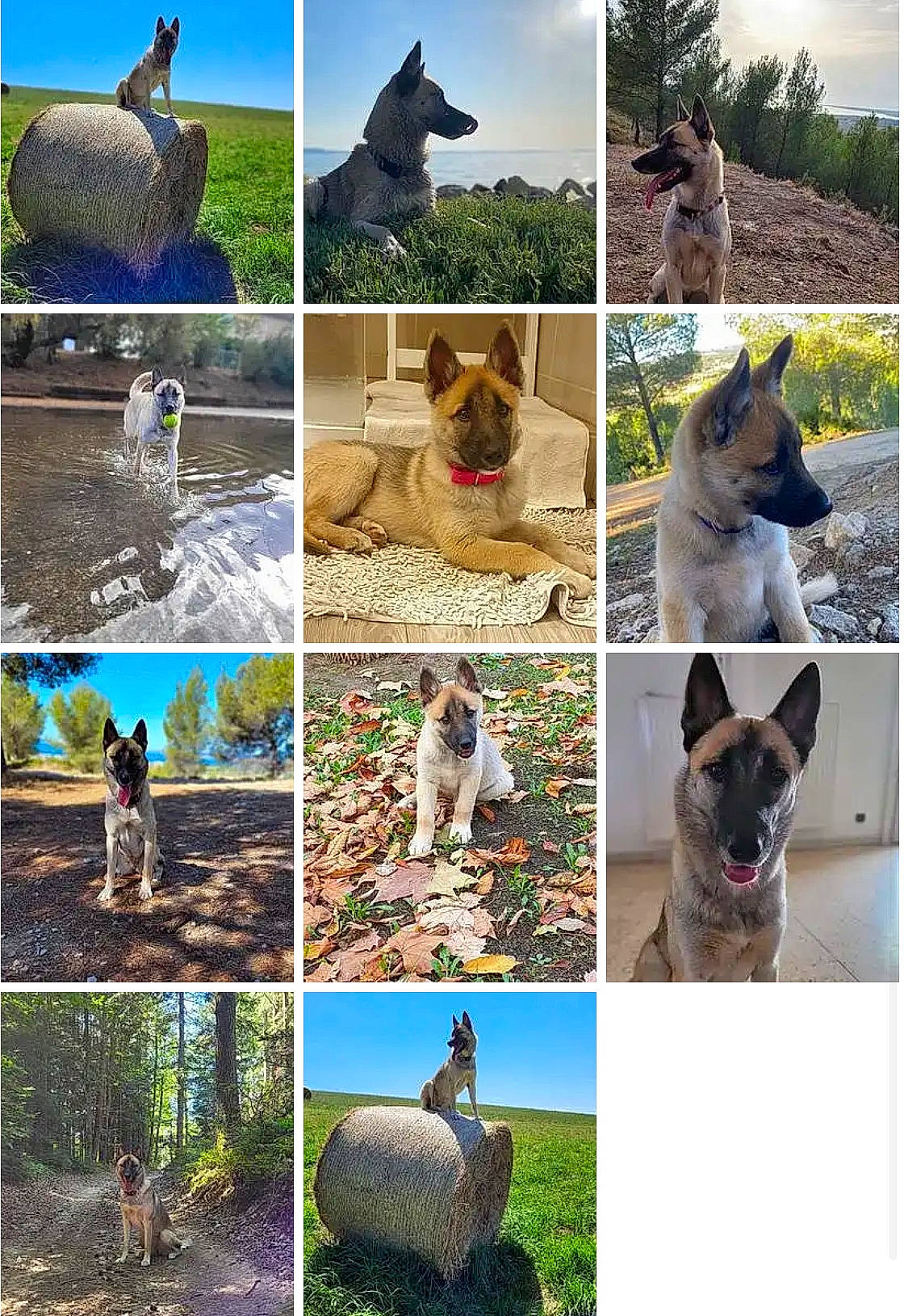 Summer a rejoint le concours — aidez-le/la à gagner de superbes lots ! adaptation, carnivore, collage, companion_dog, dog, dog_breed, fawn, grass, green, landscape, mammal, natural_landscape, nature, organism, photograph, plant, snapshot, terrestrial_plant, vertebrate, wildlife