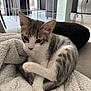 Amore participe au concours pour gagner de l'argent avec cette photo : kitten, cat, pet, animal, feline, cozy, blanket, indoor, home, fur, whiskers, ears, tail, cute, resting, young, curious, soft, domestic, relaxed
