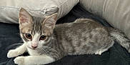 Amore participe au concours pour gagner de l'argent avec cette photo : kitten, cat, pet, gray, white, couch, pillow, blanket, indoor, furniture, animal, young, fur, whiskers, ears, tail, relaxed, looking, closeup, domestic
