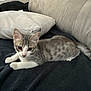 kitten, cat, pet, gray, white, couch, pillow, blanket, indoor, furniture, animal, young, fur, whiskers, ears, tail, relaxed, looking, closeup, domestic