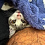 Amore a rejoint le concours — aidez-le/la à gagner de superbes lots ! kitten, cat, blanket, purple_blanket, fur, whiskers, eyes, nose, pet, cute, cozy, resting, upside_down, indoor, human_arm, hairy_arm, closeup, playful, curious, soft_texture