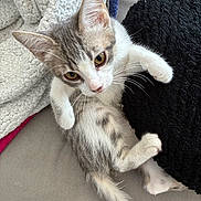 Amore a rejoint le concours — aidez-le/la à gagner de superbes lots ! kitten, cat, pet, animal, fur, whiskers, ears, paws, tail, blanket, cushion, indoor, cute, young, playful, resting, cozy, gray, white, curious