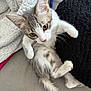 kitten, cat, pet, animal, fur, whiskers, ears, paws, tail, blanket, cushion, indoor, cute, young, playful, resting, cozy, gray, white, curious