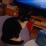 Tokyto participe au concours pour gagner de l'argent avec cette photo : cat, black_and_white, stool, television, penguin_image, plant, books, tissue_box, table, indoor, curious, pet, furniture, living_room, screen, animal, sitting, whiskers, eyes, cozy