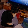cat, black_and_white, stool, television, penguin_image, plant, books, tissue_box, table, indoor, curious, pet, furniture, living_room, screen, animal, sitting, whiskers, eyes, cozy