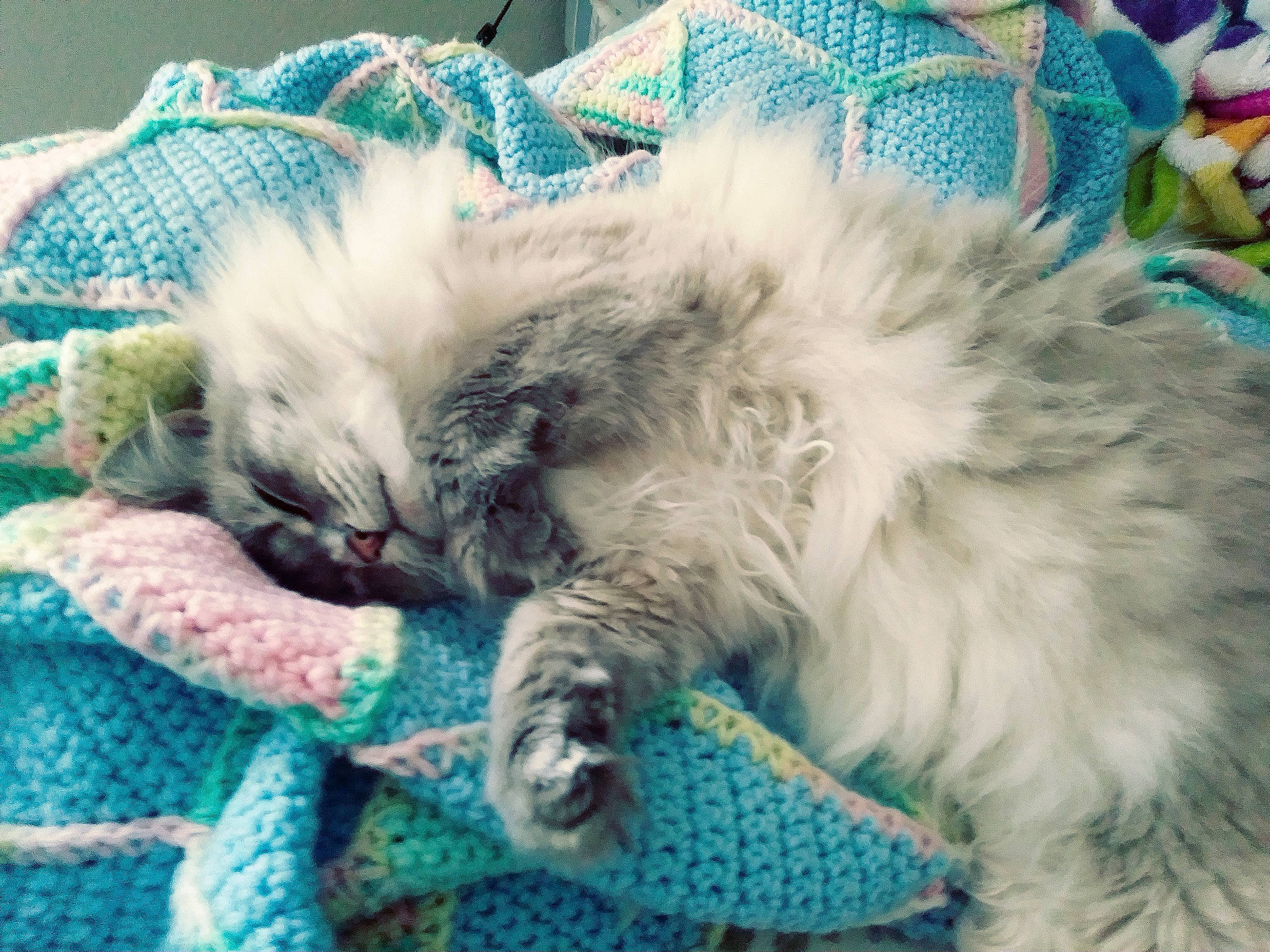 Moonlight is registered to the contest to win money with this photo: american_curl, british_longhair, british_semi_longhair, carnivore, cat, claw, domestic_long_haired_cat, felidae, fur, kitten, nap, norwegian_forest_cat, persian, ragamuffin, ragdoll, selkirk_rex, siberian, sleep, small_to_medium_sized_cats, whiskers