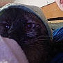 Mochi joined the competition — help win amazing prizes! cat, close_up, blanket, cozy, indoor, feline, dark_fur, sleepy, whiskers, eye, fabric, home, resting, soft, comfort, pet, animal, wrapped, warm, relaxed