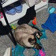 Mochi joined the competition — help win amazing prizes! cat, toy, carpet, shoes, plush_toy, clothing, floor, blue, black, white, indoor, pet, resting, circular, decorations, animal, cozy, stuffed_animal, footwear, relaxing