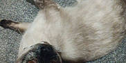 Mochi is registered to the contest to win money with this photo: dog, pug, pet, carpet, lying_down, playful, indoor, animal, cute, looking_up, fur, ears, nose, paws, resting, canine, companion, domestic_animal, mammal, friendly