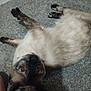 dog, pug, pet, carpet, lying_down, playful, indoor, animal, cute, looking_up, fur, ears, nose, paws, resting, canine, companion, domestic_animal, mammal, friendly