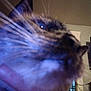 Mochi is registered to the contest to win money with this photo: cat, close_up, whiskers, finger, indoor, television, screen, person_on_tv, blur, feline, face, animal, pet, living_room, wall, furniture, human_hand, domestic, cute, household