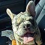 backseat, blanket, car_interior, close_up, dog, ears_up, french_bulldog, happy, leash, leather_seat, panting, paw, pet, seatbelt, smiling, sunlit, tongue_out, upholstery, wallet, window