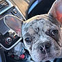 car_interior, close_up, console, curious, dashboard, dog, ears, eyes, french_bulldog, front_seat, gear_shift, nose, pet, portrait, puppy, seat, steering_wheel, sunlight, vehicle, whiskers
