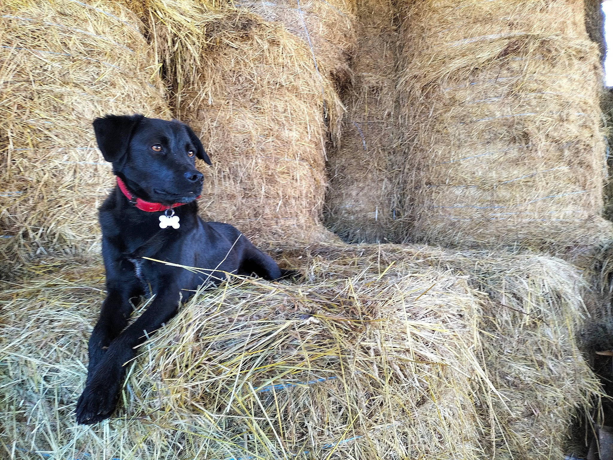 Billie participe au concours pour gagner de l'argent avec cette photo : agriculture, borador, carnivore, collar, companion_dog, dog, dog_breed, dog_collar, fur, grass, gun_dog, hunting_dog, natural_material, pet_supply, sporting_group, terrestrial_animal, working_animal