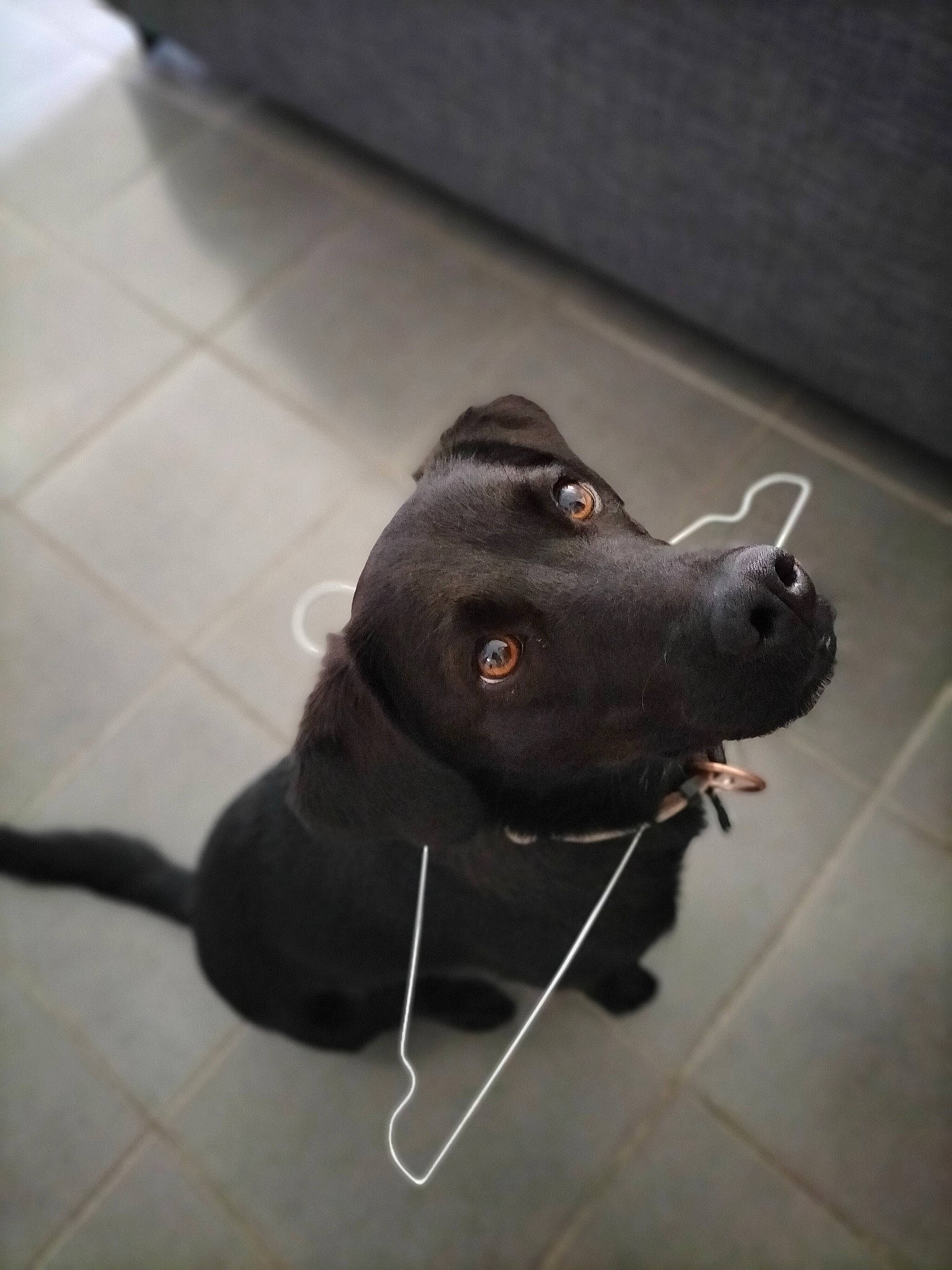 Billie participe au concours pour gagner de l'argent avec cette photo : canidae, carnivore, collar, companion_dog, dog, dog_breed, dog_collar, floor, flooring, fur, leash, liver, non_sporting_group, snout, sporting_group, tail, terrestrial_animal, tile_flooring, whiskers, working_animal