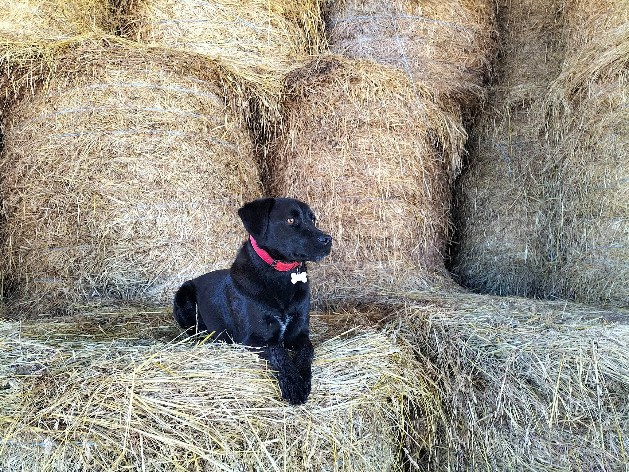 Billie participe au concours pour gagner de l'argent avec cette photo : art, borador, canidae, carnivore, companion_dog, dog, dog_breed, dog_collar, fur, grass, gun_dog, hay, plant, rock, soil, sporting_group, straw, terrestrial_animal, tree, working_animal