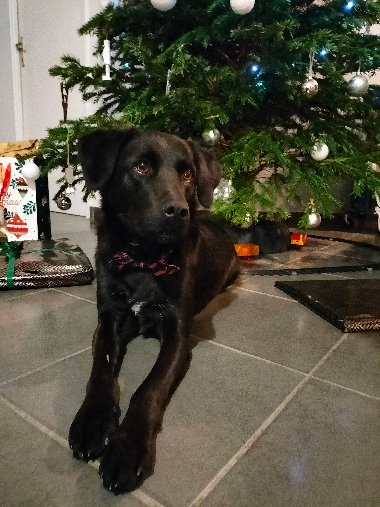 Billie a rejoint le concours — aidez-le/la à gagner de superbes lots ! borador, canidae, carnivore, christmas_tree, collar, companion_dog, dog, dog_breed, dog_collar, event, fawn, fur, houseplant, liver, plant, snout, sporting_group, tail, tree, working_animal