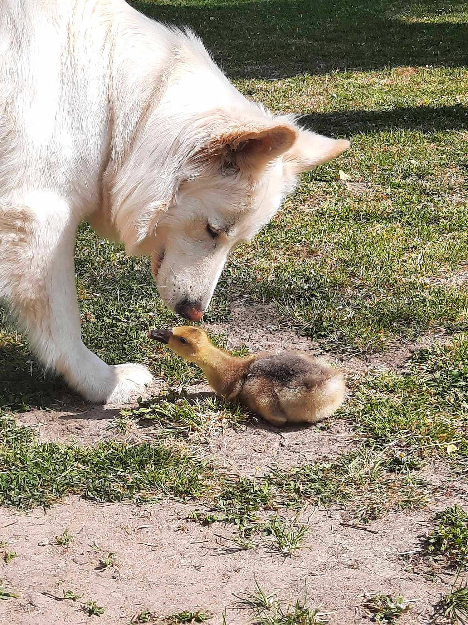 Shadow participe au concours pour gagner de l'argent avec cette photo : canidae, canis, carnivore, companion_dog, dog, dog_breed, fawn, fox, fur, grass, snout, sporting_group, tail, terrestrial_animal, whiskers, wildlife