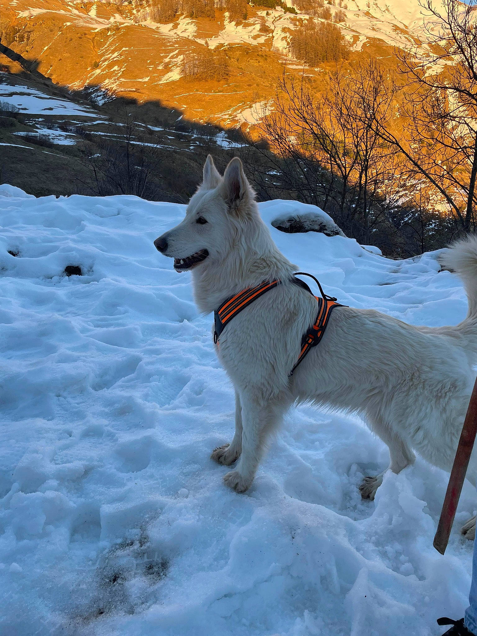 Shadow participe au concours pour gagner de l'argent avec cette photo : canidae, carnivore, collar, companion_dog, dog, dog_breed, freezing, geological_phenomenon, glacial_landform, ice_cap, landscape, mammal, mountain, polar_ice_cap, slope, snow, sporting_group, tail, tree, winter