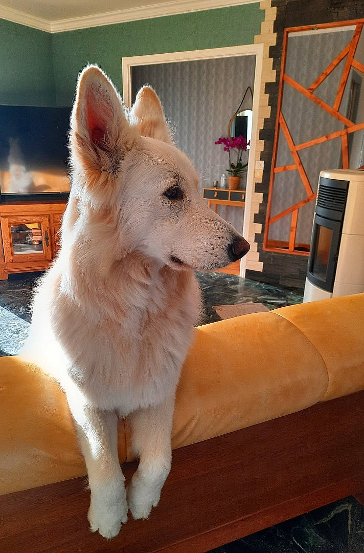 Shadow participe au concours pour gagner de l'argent avec cette photo : canidae, carnivore, companion_dog, dog, dog_breed, drawer, fawn, flooring, fur, hardwood, ladder, snout, spitz, sporting_group, tail, varnish, whiskers, wood, working_animal, working_dog