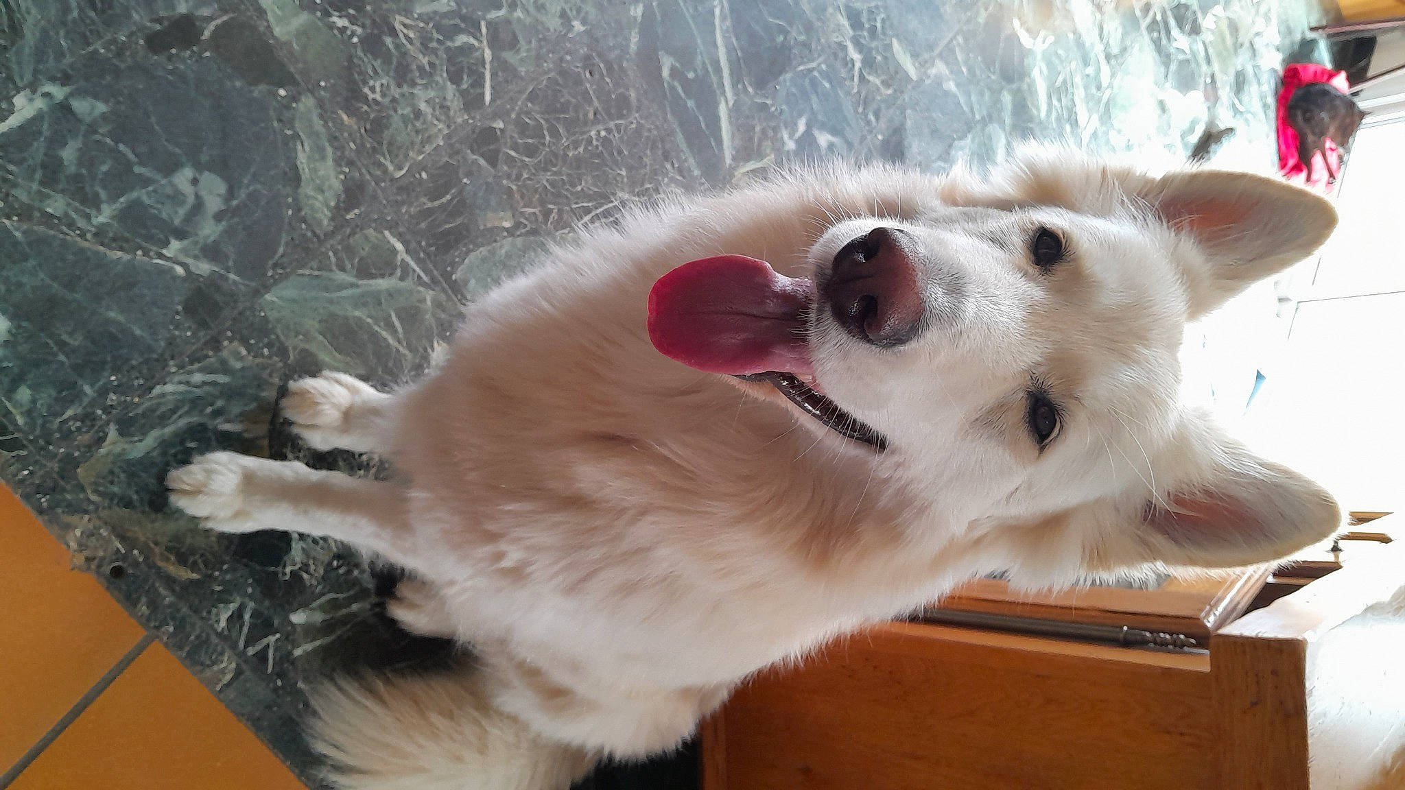 Shadow participe au concours pour gagner de l'argent avec cette photo : canidae, carnivore, collar, companion_dog, dog, dog_breed, dog_collar, fawn, fur, german_spitz, japanese_spitz, paw, pet_supply, samoyed, snout, spitz, sporting_group, volpino_italiano, whiskers, working_animal