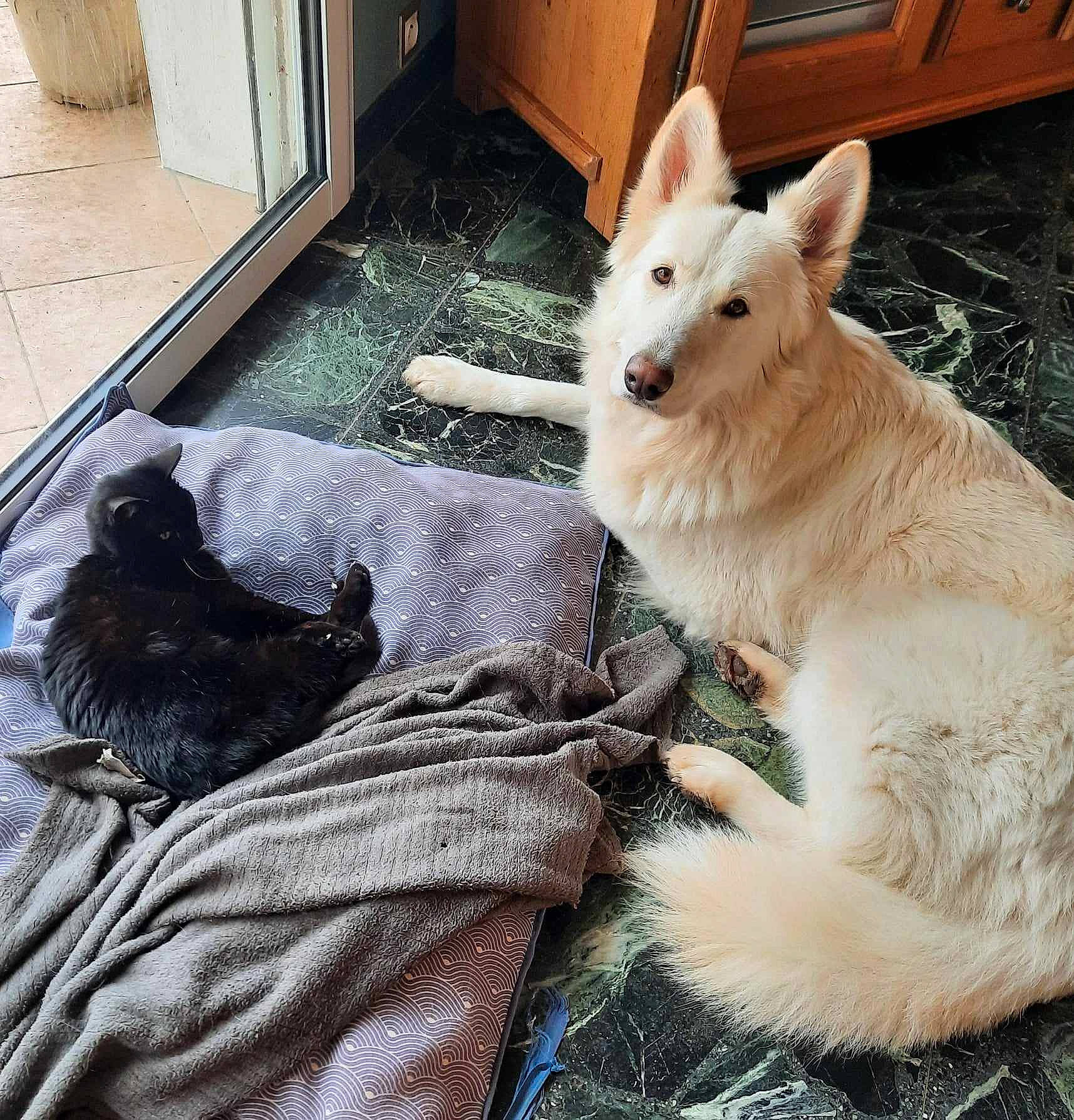 Reglisse a rejoint le concours — aidez-le/la à gagner de superbes lots ! canidae, carnivore, collar, comfort, companion_dog, dog, dog_breed, door, fawn, felidae, flooring, fur, small_to_medium_sized_cats, snout, sporting_group, tail, terrestrial_animal, whiskers, wood, working_animal