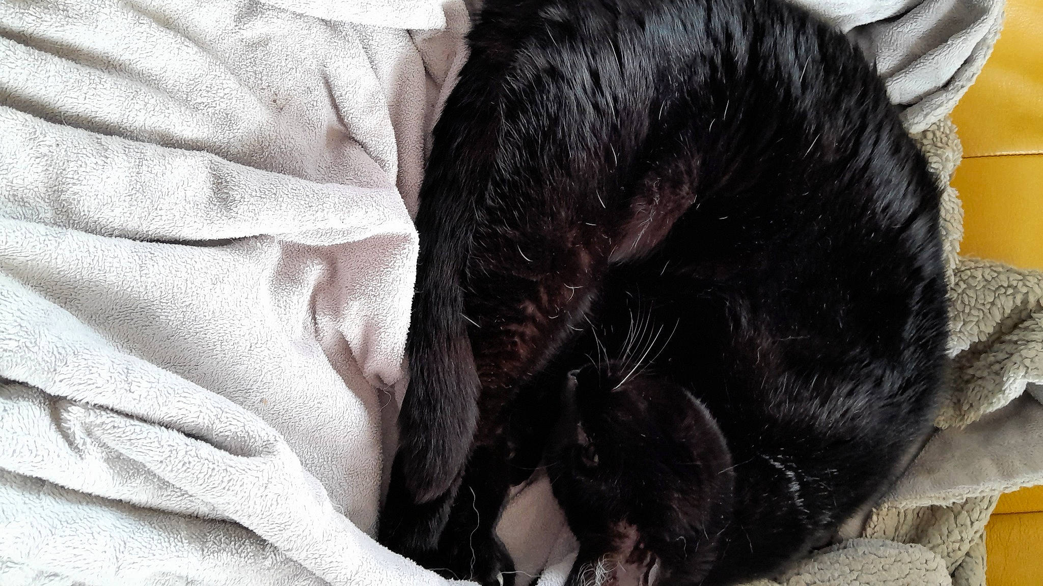 Reglisse a rejoint le concours — aidez-le/la à gagner de superbes lots ! black_cat, bombay, canidae, carnivore, cat, cat_supply, claw, comfort, companion_dog, dog_breed, domestic_short_haired_cat, felidae, fur, liver, small_to_medium_sized_cats, snout, sporting_group, tail, terrestrial_animal, whiskers