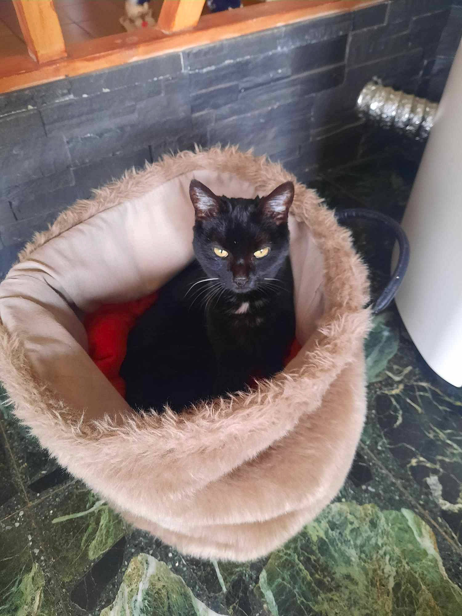 Reglisse a rejoint le concours — aidez-le/la à gagner de superbes lots ! black_cat, bombay, carnivore, cat, cat_supply, chair, comfort, domestic_short_haired_cat, felidae, flowerpot, fur, grass, houseplant, plant, small_to_medium_sized_cats, snout, tail, whiskers, window, wood