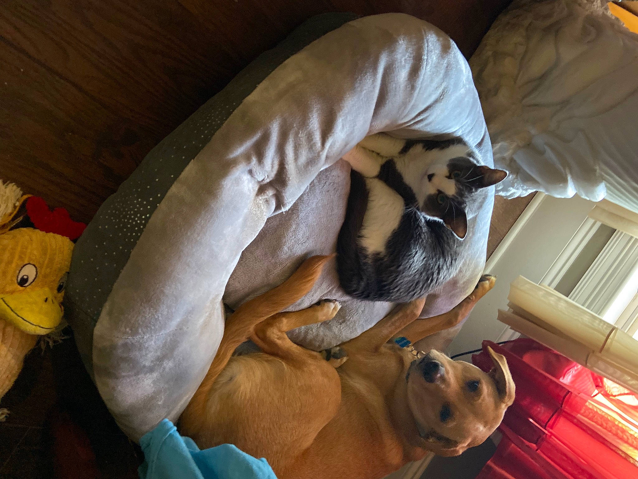 Houston is registered to the contest to win money with this photo: bed, canidae, carnivore, comfort, dog, dog_breed, fawn, linens, nap, non_sporting_group, old_english_bulldog, olde_english_bulldogge, pug, puggle, puppy, puppy_love, sleep, toy_dog