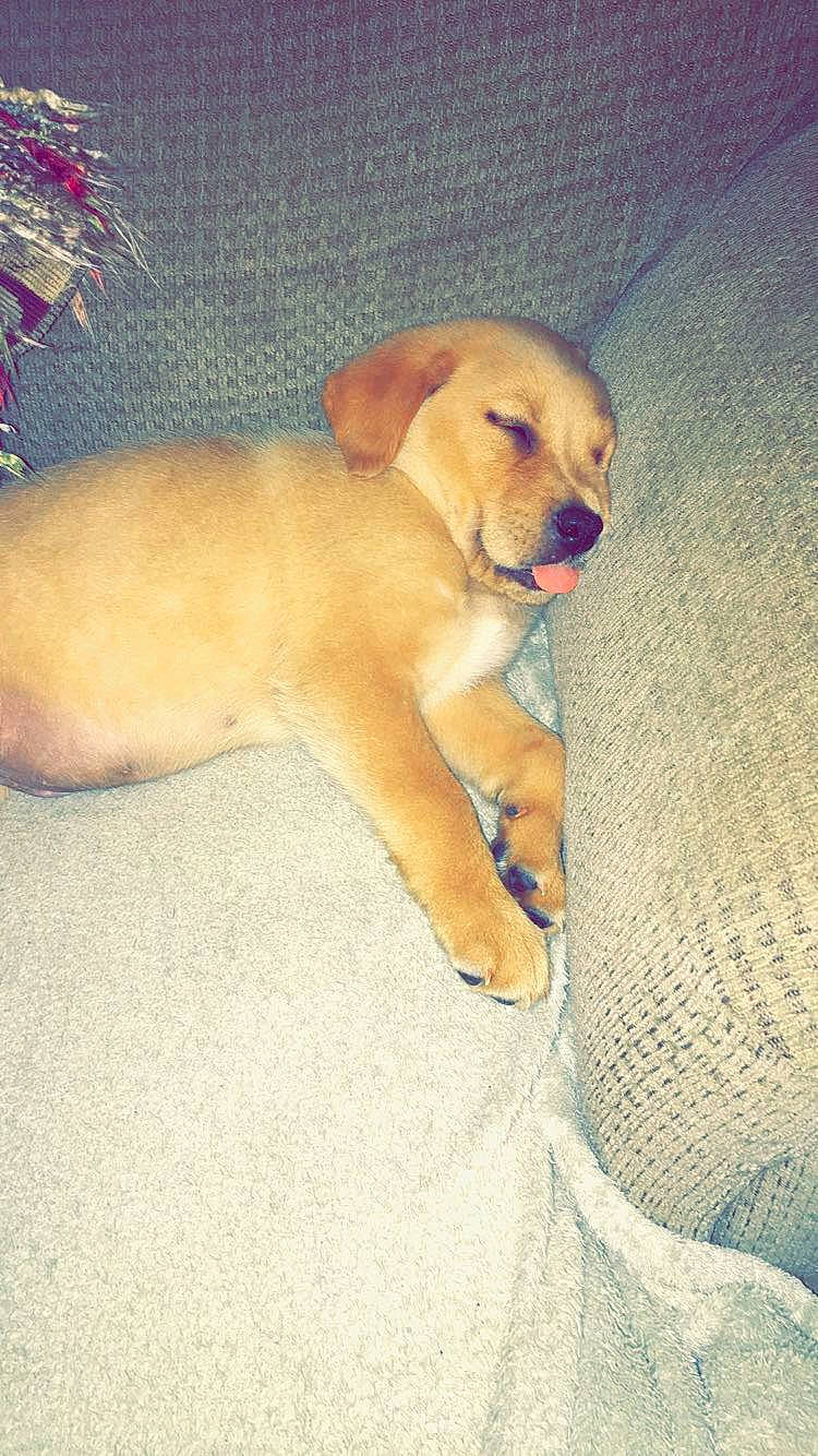 Houston is registered to the contest to win money with this photo: beagador, broholmer, canidae, carnivore, companion_dog, dog, dog_breed, fawn, golden_retriever, labrador_retriever, mammal, puppy, puppy_love, retriever, sporting_group, tail