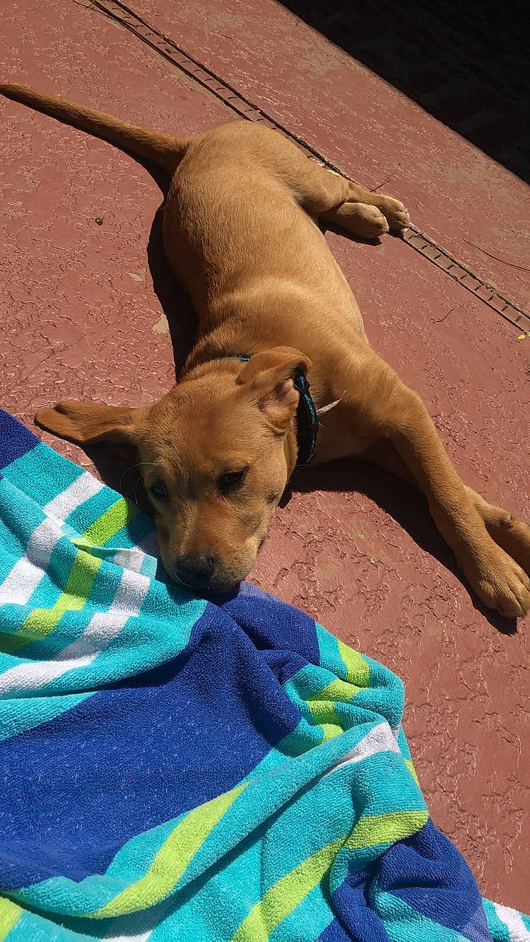 Houston is registered to the contest to win money with this photo: american_pit_bull_terrier, canidae, carnivore, dog, dog_breed, fawn, mammal, potcake_dog, puppy, snout, sporting_group, street_dog, vertebrate