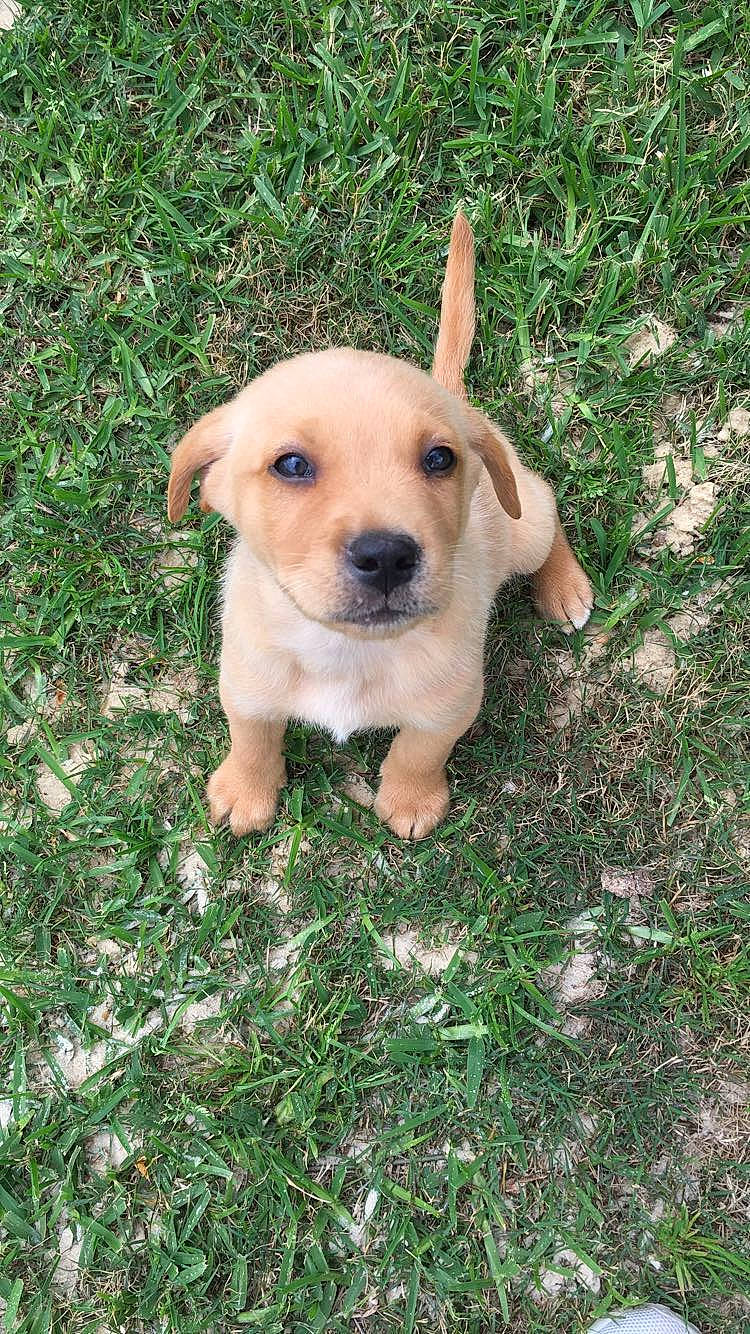 Houston is registered to the contest to win money with this photo: beagador, canidae, carnivore, companion_dog, dog, dog_breed, fawn, grass, labrador_retriever, mammal, puppy, retriever, snout, sporting_group