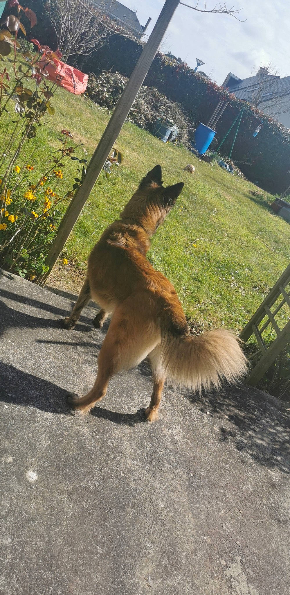 Navy a rejoint le concours — aidez-le/la à gagner de superbes lots ! belgian_shepherd, belgian_shepherd_malinois, canidae, carnivore, dog_breed, fawn, german_shepherd_dog, macropodidae, mammal, sporting_group, tail, wildlife