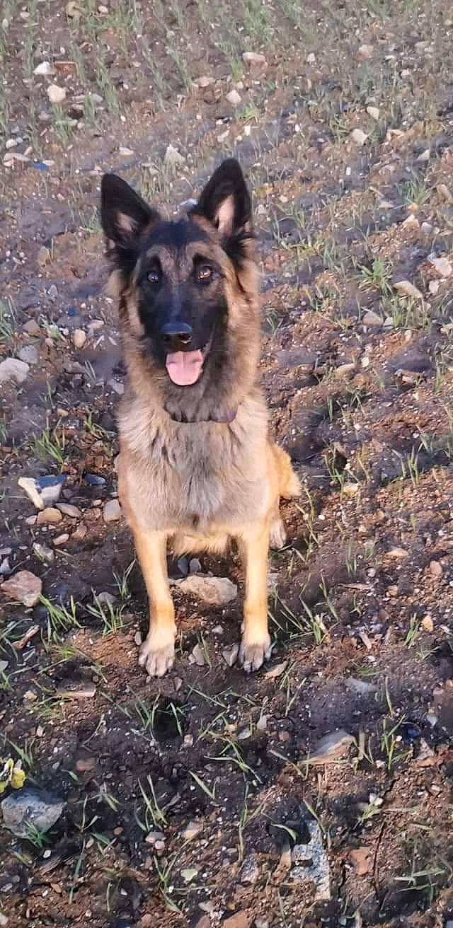 Navy a rejoint le concours — aidez-le/la à gagner de superbes lots ! belgian_shepherd, belgian_shepherd_malinois, canidae, carnivore, dog, dog_breed, east_european_shepherd, fawn, german_shepherd_dog, herding_dog, king_shepherd, kunming_wolfdog, mammal, old_german_shepherd_dog, police_dog, rare_breed_dog, shiloh_shepherd_dog, tervuren, vertebrate, working_dog