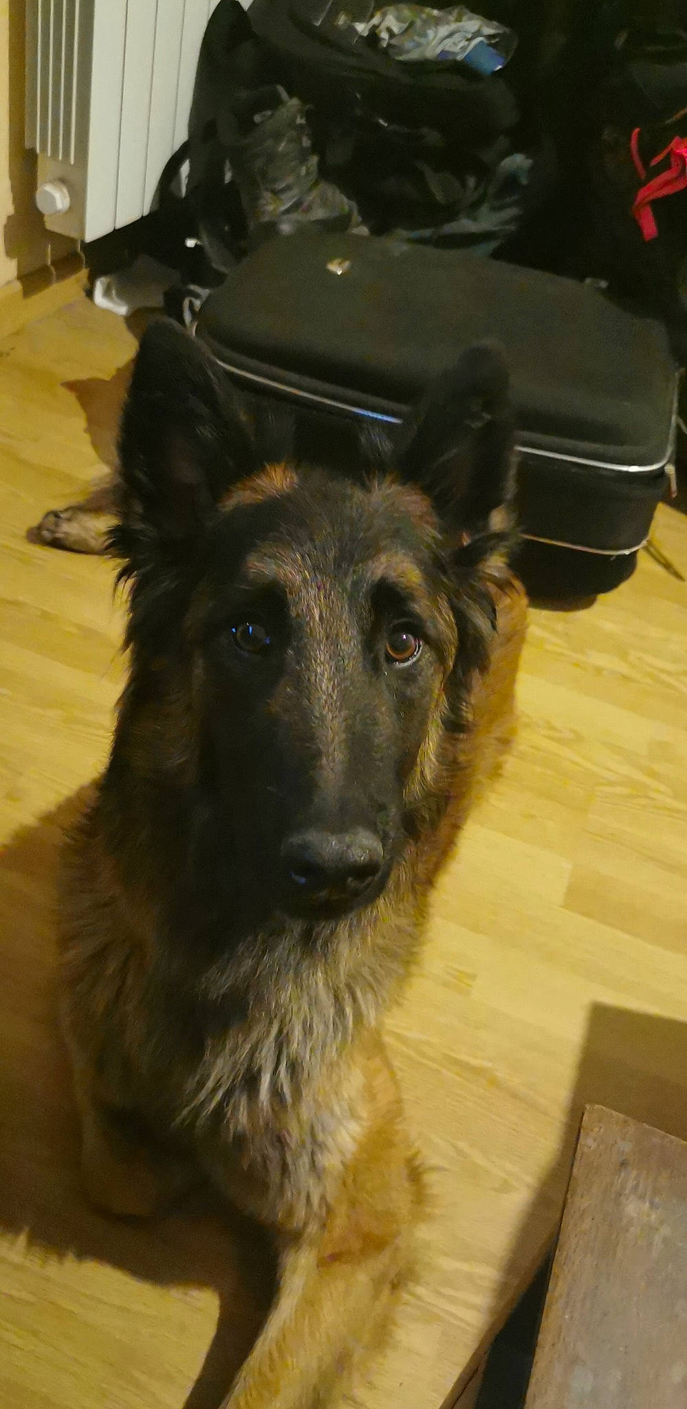 Navy a rejoint le concours — aidez-le/la à gagner de superbes lots ! belgian_shepherd, belgian_shepherd_malinois, bohemian_shepherd, canidae, carnivore, dog, dog_breed, german_shepherd_dog, herding_dog, king_shepherd, mammal, old_german_shepherd_dog, rare_breed_dog, shiloh_shepherd_dog, snout, tervuren, vertebrate, working_dog