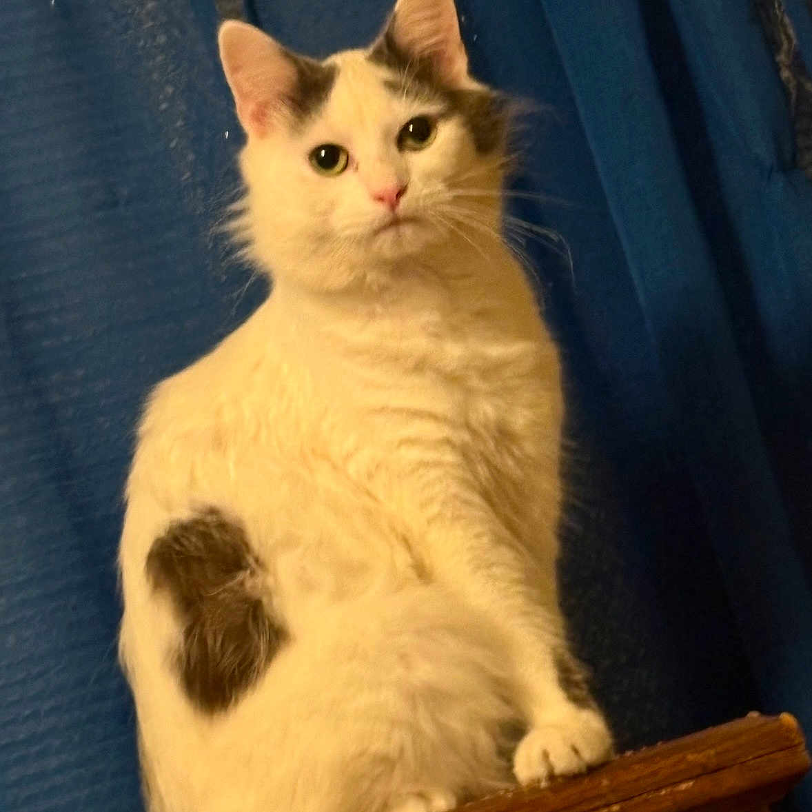 Mikka