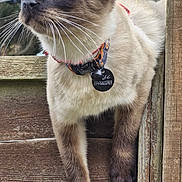 Jiji is registered to the contest to win money with this photo: animal, background, blue_eyes, branches, cat, close_up, collar, curious, daylight, fur, looking_up, nature, outdoor, pet, portrait, siamese_cat, tree, whiskers, wood, wooden_fence