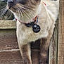 animal, background, blue_eyes, branches, cat, close_up, collar, curious, daylight, fur, looking_up, nature, outdoor, pet, portrait, siamese_cat, tree, whiskers, wood, wooden_fence