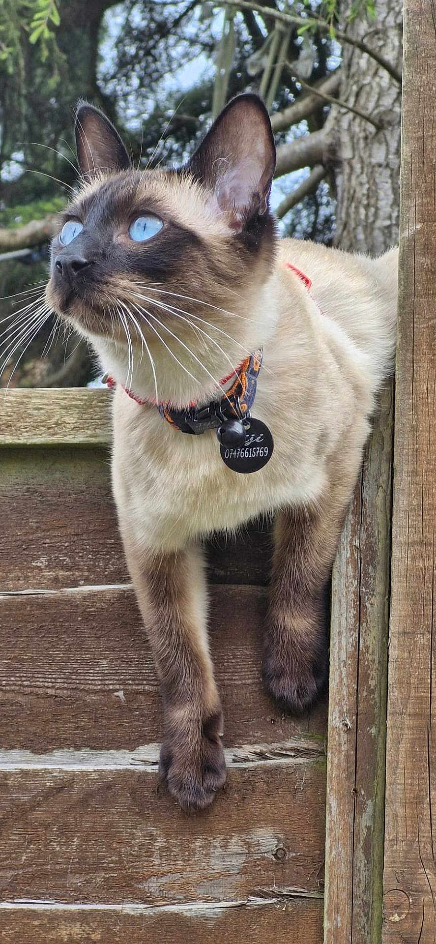 Jiji