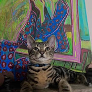 Baby Sauce is registered to the contest to win money with this photo: cat, tabby, painting, art, colorful, indoor, animal, pet, portrait, feline, curious, resting, canvas, decor, ears, whiskers, striped, muzzle, collar, expression