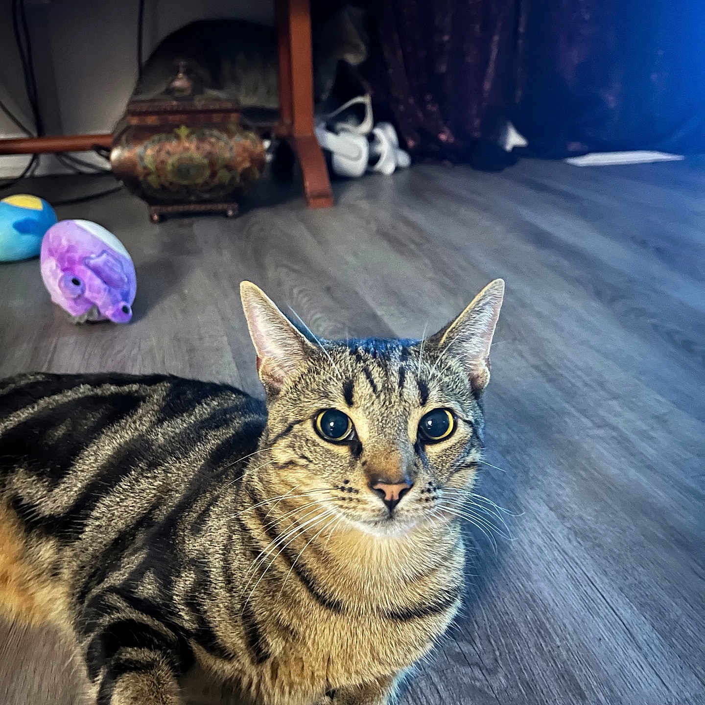 Baby Sauce is registered to the contest to win money with this photo: animal, background, cat, curious, domestic, ears, eyes, feline, flooring, hiding, indoor, mammal, pet, shoes, striped, tabby_cat, table, toy, whiskers, wooden_floor