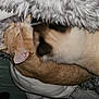 Nox participe au concours pour gagner de l'argent avec cette photo : canidae, cap, claw, fawn, feather, felidae, freezing, fur, natural_material, paw, small_to_medium_sized_cats, snout, snow, sporting_group, tail, terrestrial_animal, whiskers, wildlife, winter